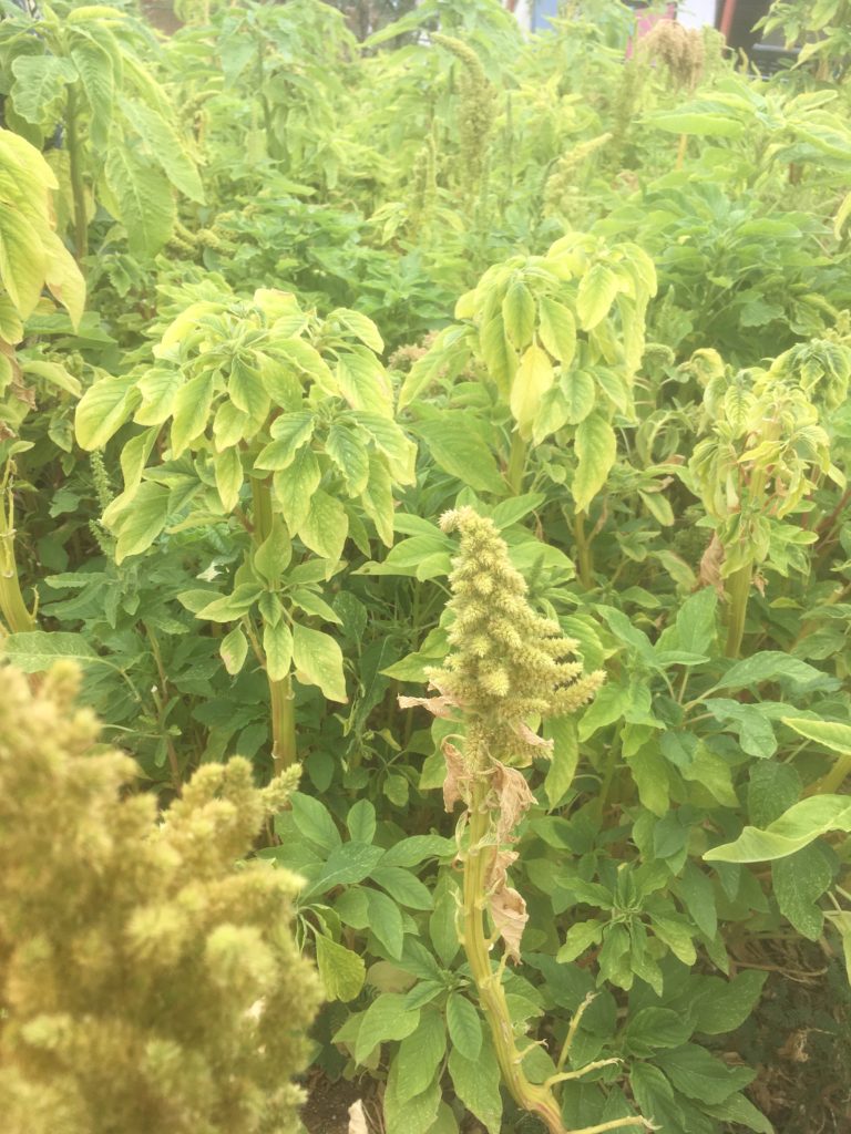 Show what grows in the garden: amaranth plants